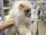 Show Kalite Pomerian Boo